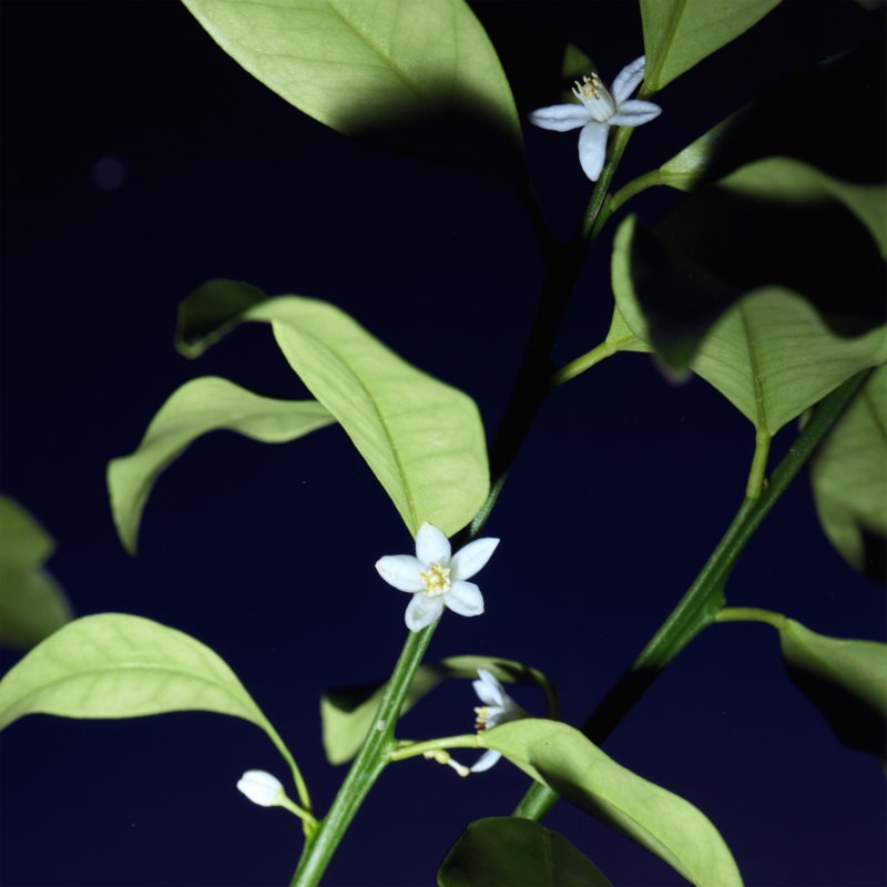 Chloé Nomade Nuit D´Égypte Eau De Parfum Pour Femme 50 Ml