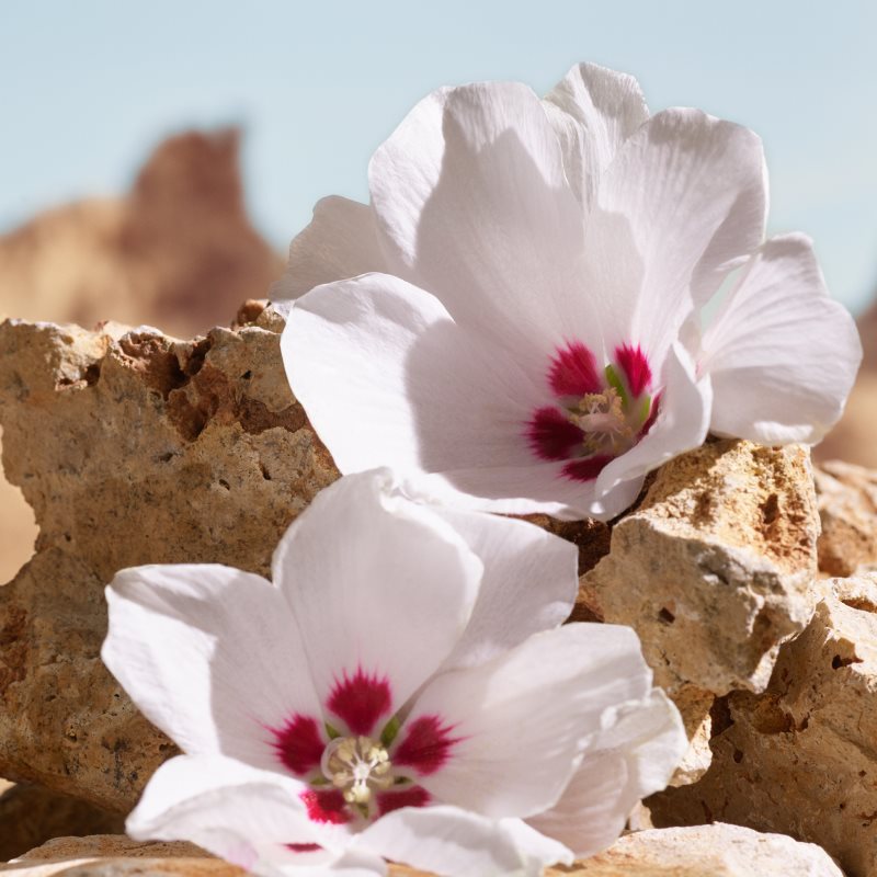 Dolce&Gabbana K by Dolce&Gabbana Elixir parfém pro muže 50 ml (obrázek 5)