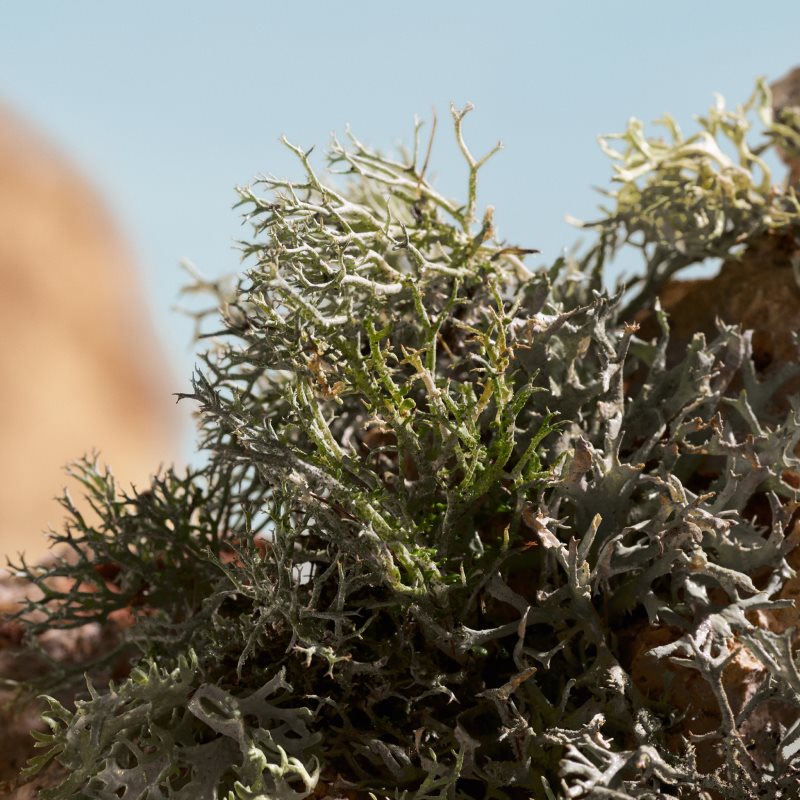 Dolce&Gabbana Q by Dolce&Gabbana Elixir parfém pro ženy 50 ml (obrázek 5)