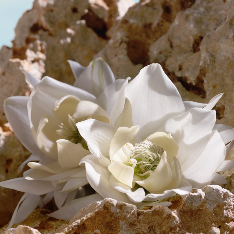 Dolce&Gabbana Q by Dolce&Gabbana Elixir parfém pro ženy 50 ml (obrázek 6)