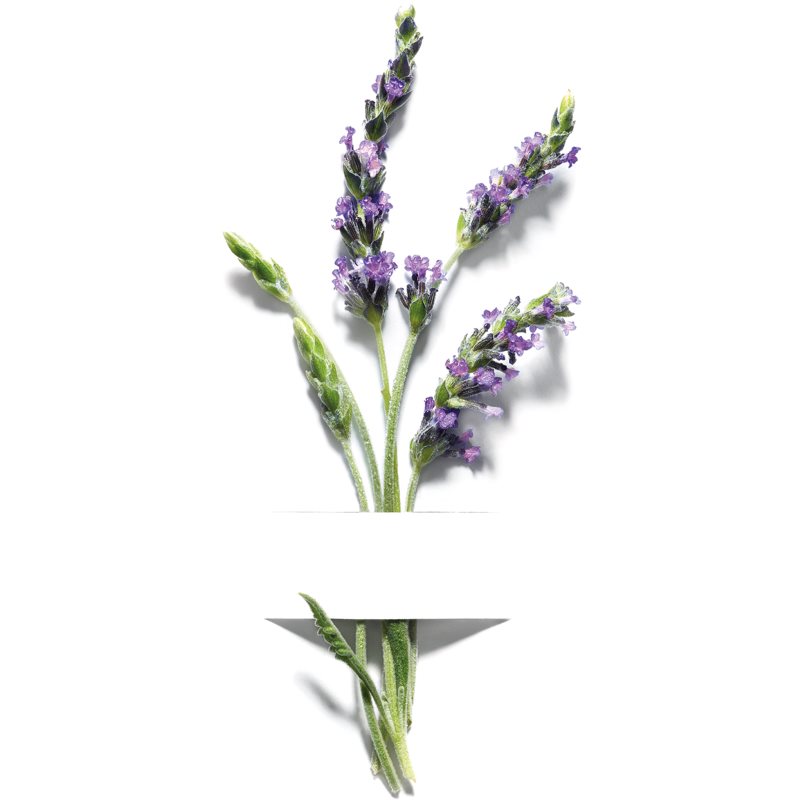 Garnier Bio Lavandin Anti-wrinkle Day Cream 50 Ml