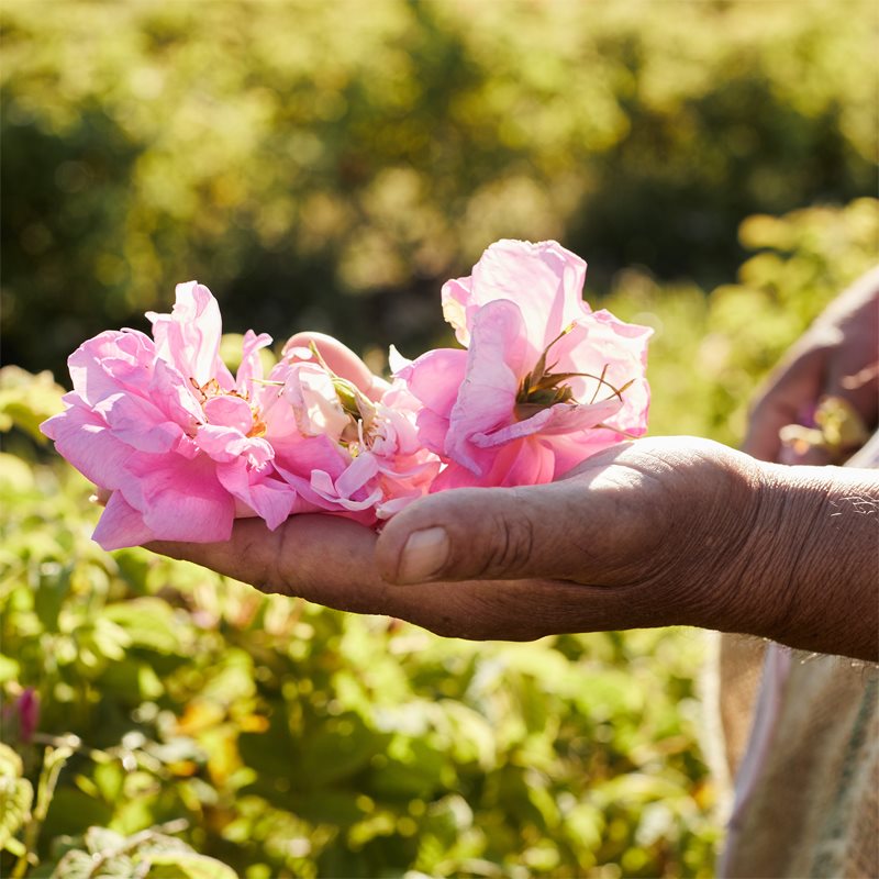 GUERLAIN Aqua Allegoria Rosa Rossa Harvest Eau De Toilette For Women Limited Edition 125 Ml