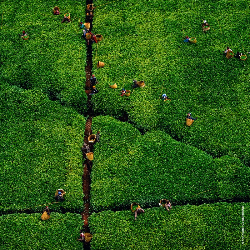 GUERLAIN Aqua Allegoria Rosa Rossa Harvest Eau De Toilette For Women Limited Edition 125 Ml