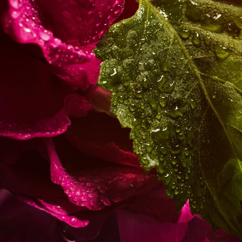 GUERLAIN La Petite Robe Noire Absolue Eau De Parfum Pour Femme 50 Ml