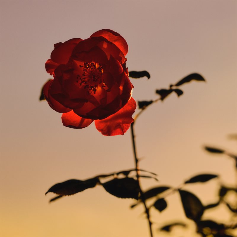 Jil Sander Sunset Eau De Parfum Pour Femme 30 Ml