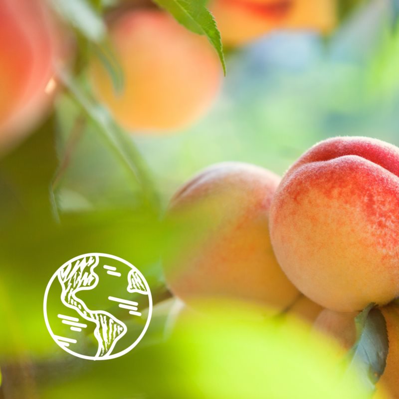 Le Petit Marseillais White Peach & Nectarine Bio ніжний гель для душу 250 мл