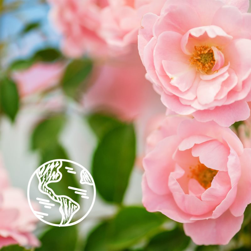 Le Petit Marseillais Wild Rose Bio Organic освіжаючий гель для душа 250 мл