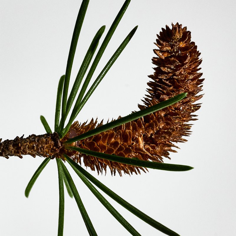 Loewe Solo Cedro dárková sada pro muže (obrázek 3)