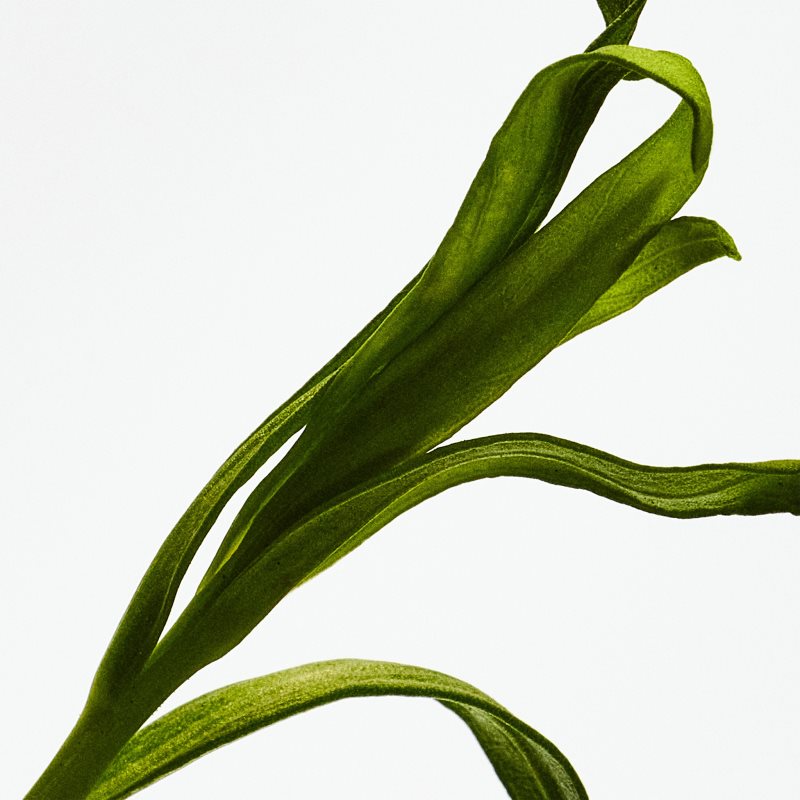 Loewe Esencia dárková sada pro muže (obrázek 3)