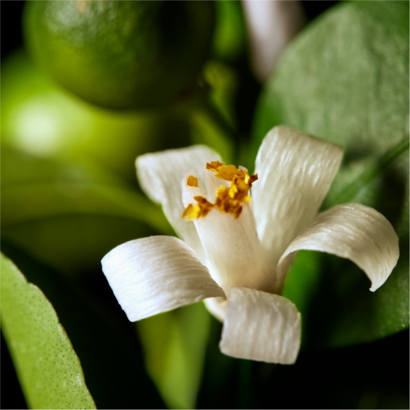 Ralph Lauren Polo Oud Eau De Parfum Pour Homme 125 Ml