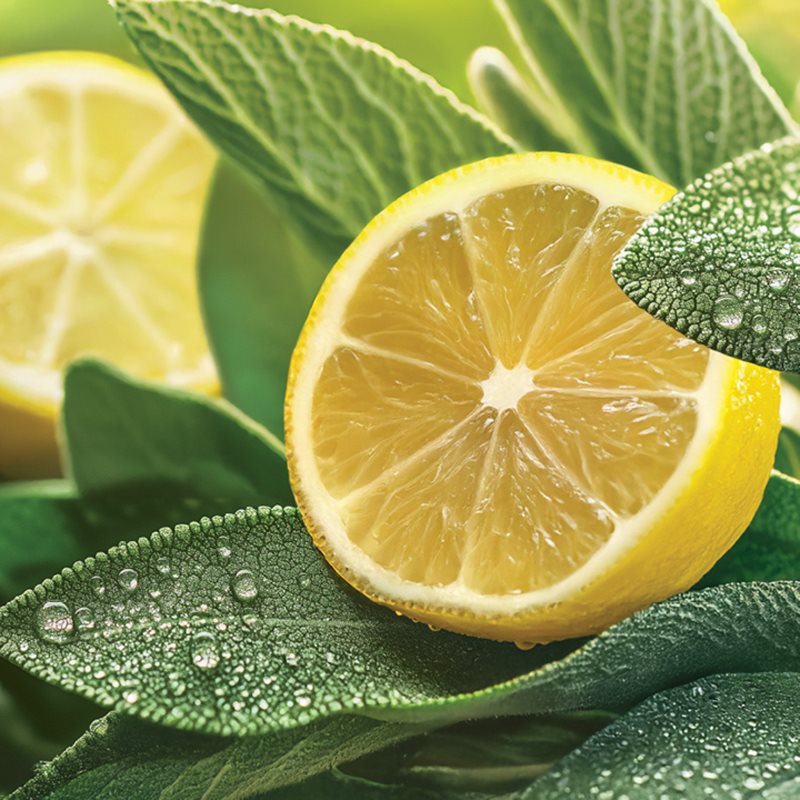 Yankee Candle Sage & Citrus vonná svíčka Signature 110 g (obrázek 3)