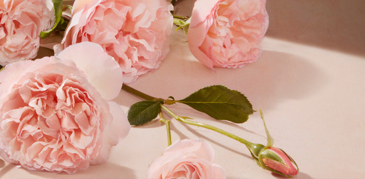 Chloé Rose Tangerine