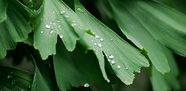 Ginkgo biloba