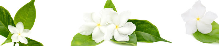 Jasmin