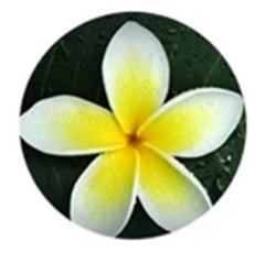 BottomBanner_Ingredients_1