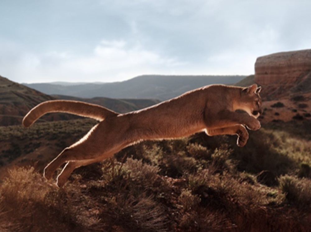 dior_sauvage_wild_at_heart