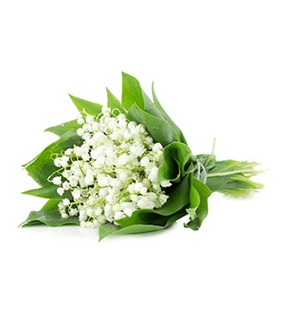 lily of the valley fragrance