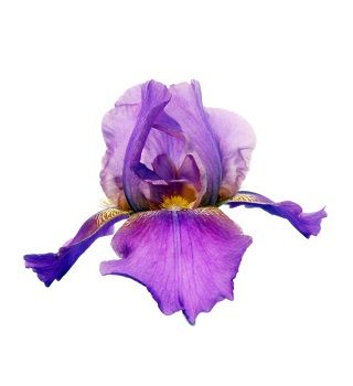 Iris parfum
