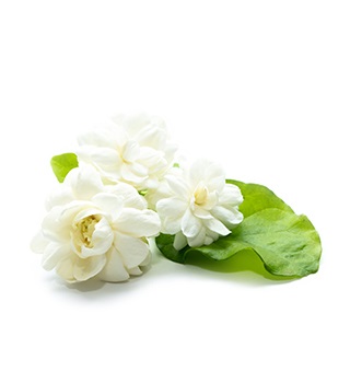 jasmin parfum
