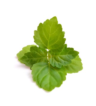 perfume de pachuli 