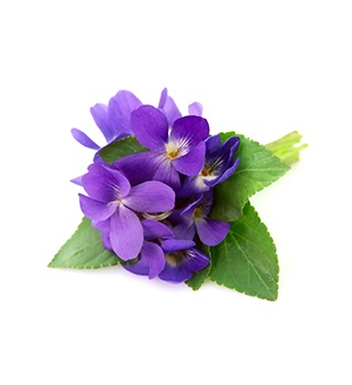 Violett parfym