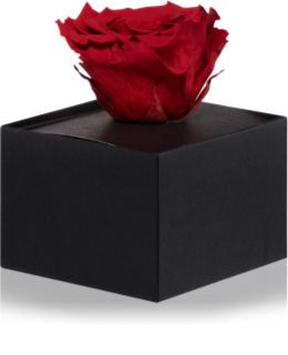 RoseAmor Red стабілізована троянда в коробці 1 кс