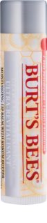 Burt’s Bees Lip Care
