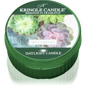Kringle candle succulents lumânare