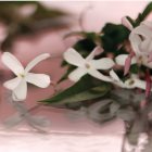 Gucci Bloom Gocce di Fiori Eau de Toilette cod. 25429