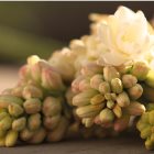 Gucci Bloom Gocce di Fiori tualetinis vanduo moterims | notino.lt