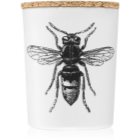 Vila Hermanos Insect Calabrone