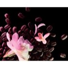 ysl black opium floral shock 50ml